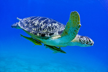 Obraz premium Sea turtle