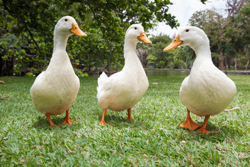 three white geese