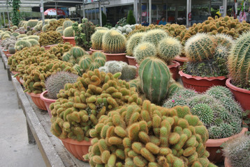 Cactus in the pot in Cameron Highland Malaysia