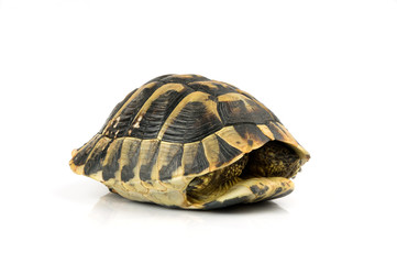 Obraz premium Tortoise on white