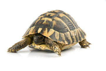 Tortoise on white