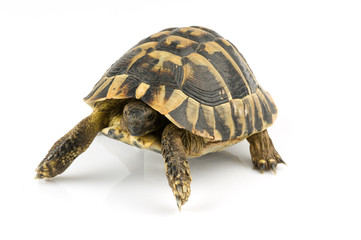 Tortoise on white