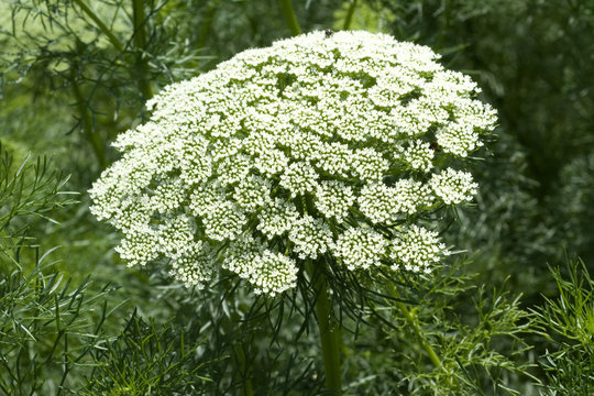 Bischofskraut; Ammi visnaga
