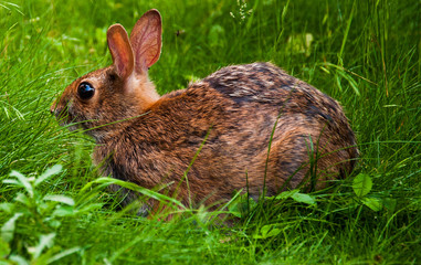 Small rabbbit in the grass on Spruce Knob, Monongahela National