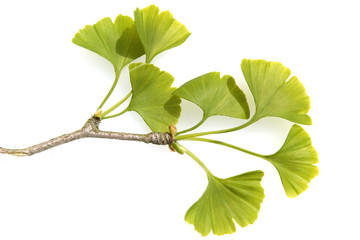 Ginkgozweig