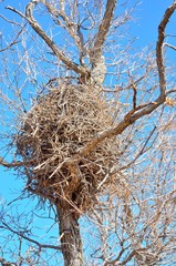 Magpie Nest