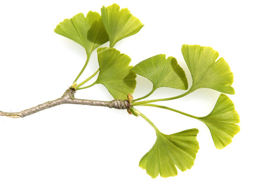 Ginkgozweig