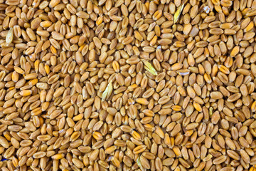 Wheat background view from the top close up