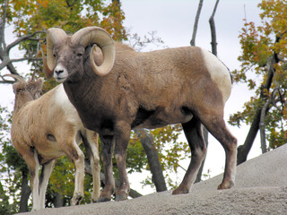 Bighorn Sheep