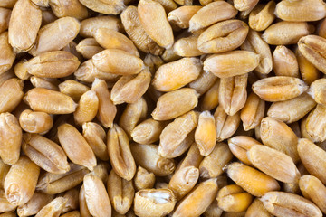 Wheat background view from the top close up