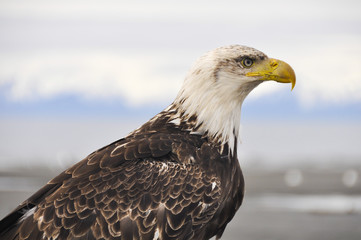Closeup portrait of a bald eagle, Alaska