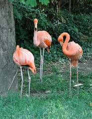 bird - flamingo