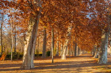 Naklejka premium Trees in a park in autumn, beautiful orange fall colours