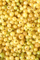 Berries of a white currant