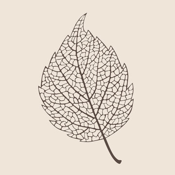 Illustration of elegant birch leaf