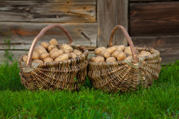Fototapeta Ziemniaki kartofle w kosz obraz