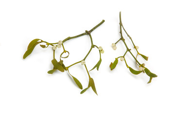 Obraz premium Bunch of mistletoe isolated on a white studio background.