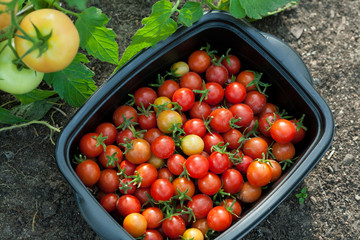 Pomidory koktajlowe pomidor