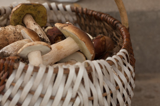 borowiki maślaki rydze