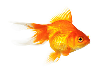 Gold fish