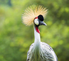 Beautiful Grey Crowned Crane bird