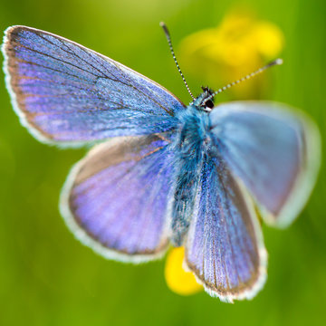 Adonis blue (Lysandra bellargus)
