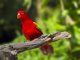 close up shot on eye of red macaw parrot bird