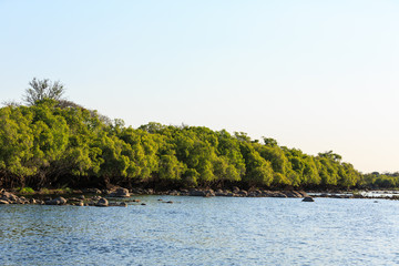 Fototapeta na wymiar Green trees along the riverside in summer