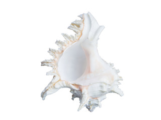 white seashell isolated on white