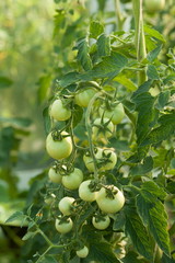 zielone dojrzewające pomidory