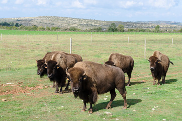 Bison troupeau