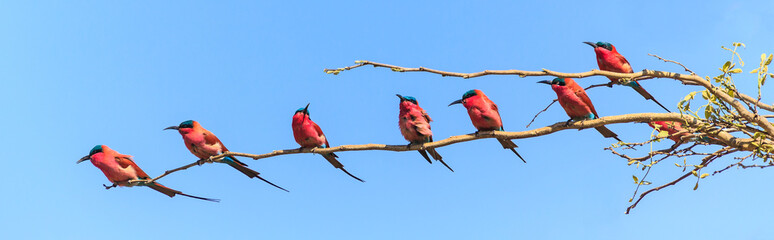 Seven bee eaters sitting on a branch