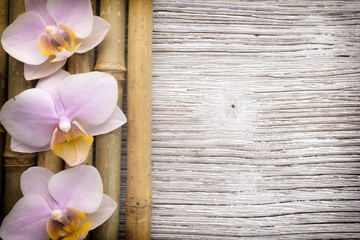 Obraz premium Orchid.