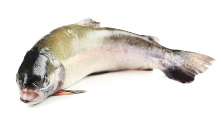 Fresh trout fish isolated on white