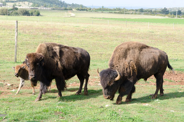 bison troupeau