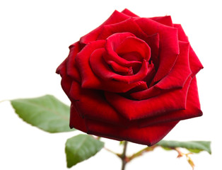 Beautiful red rose isolated on white