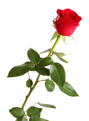 Obraz premium Beautiful red rose isolated on white