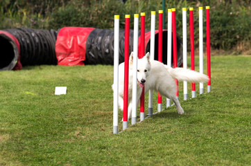 Concours d'agility