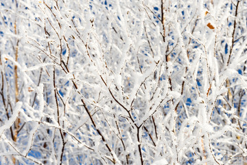 birch branches in the snow background
