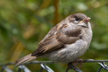 sparrow on wire mesh fence