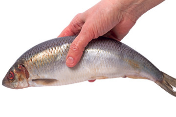 Atlantic herring in the hand