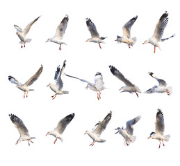 15 different flying seagull actions