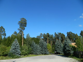 Красота брянского леса © pupulica