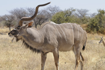 Kudu, Etoscha-Nationalpark, Namibia, Afrika