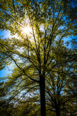The sun shining through trees at Monticello, Virginia.