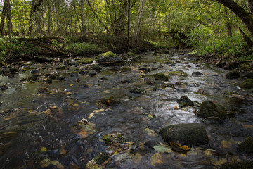mountain river in summer surrounded by forest