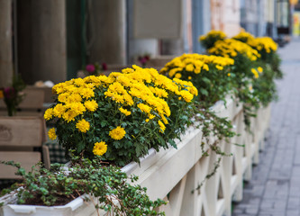 Decoration on the street yellow chrysanthemum flowers