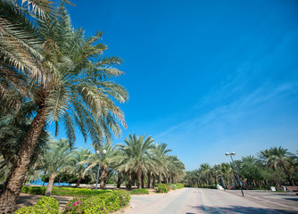 Fototapeta premium exotic park of palm trees against the blue sky