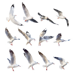 Obraz premium flying seagull actions isolated on white