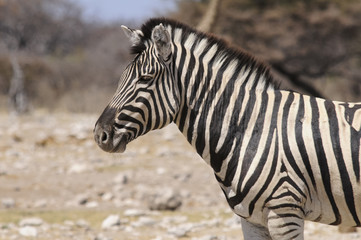 Fototapeta na wymiar Zebra am Wasserloch, Etoscha-Pfanne, Namibia, Afrika